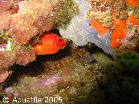 Ascidie rouge