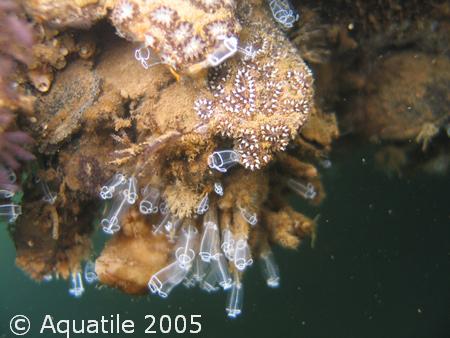 Claveline transparente
