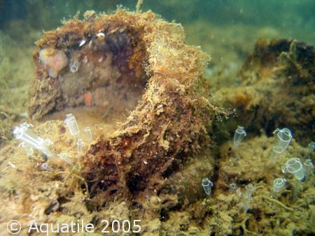 Clavelines BIO PORT CANET