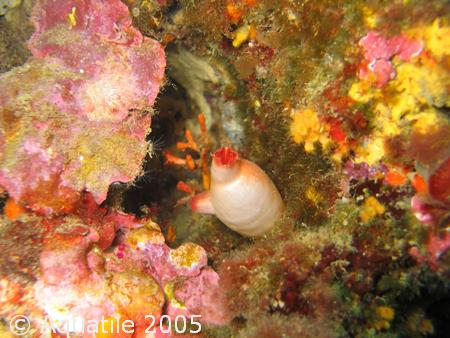 Halocynthia papillosa