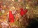Ascidies rouges