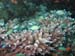 Chromis bleu-vert