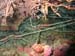 Langoustes
